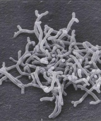 BIFIDOBACTERIUM